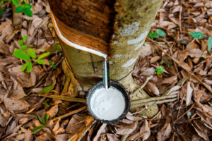 Imagem da notícia - No interior, Idam recebe documentação para credenciamento da Subvenção Econômica da Borracha