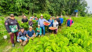 Imagem da notícia - Em São Sebastião do Uatumã, agricultora familiar assistida pelo Idam inicia primeira colheita de café