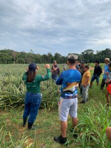 Imagem da notícia - Em Novo Remanso, Idam oferece capacitação em Boas Práticas Agrícolas da Cultura do Abacaxi