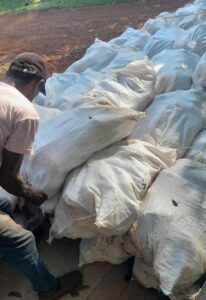 Imagem da notícia - Governo do Amazonas inicia entrega de 250 mil sementes de cacau a agricultores familiares do estado