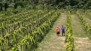 Imagem da notícia - No Dia da Agricultura, Idam ressalta a importância do trabalho de extensão rural para o setor