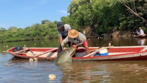 Imagem da notícia - Em Maraã, Idam viabiliza  autorização para a pesca manejada de pirarucu na RDS Amanã