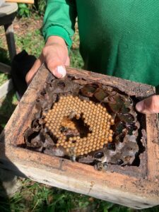 Imagem da notícia - Em Urucará, Idam divulga boas práticas na meliponicultura