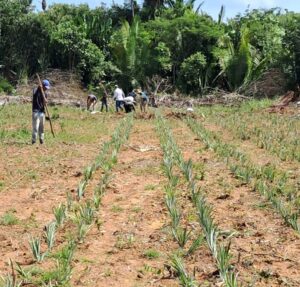 Imagem da notícia - Idam conclui o plantio de 9,25 mil mudas de abacaxi em Unidade Demonstrativa de Humaitá
