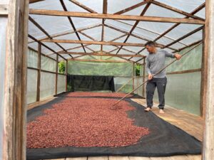 Imagem da notícia - Apoio do Idam incentiva crescimento de 25% na produção de cacau em 2025