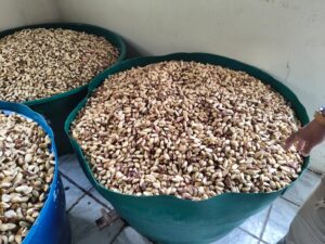 Assistida pelo Idam, agroindústria de beneficiamento de castanha em Lábrea produz 18 tone…